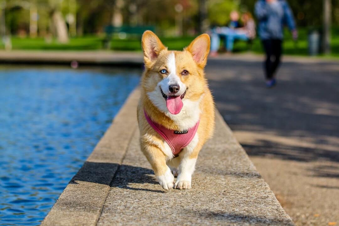 dog running along water